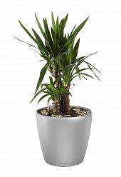 Yucca in LECHUZA CLASSICO LS Self-watering Planter, Total Height 80 cm