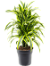 Colorful Corn Plant Dracaena fragrans 'Lemon Lime' Tall Indoor House Plants Trees