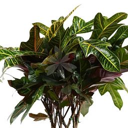 Codiaeum Cylinder in LECHUZA QUADRO LS Self-watering Planter, Total Height 120 cm