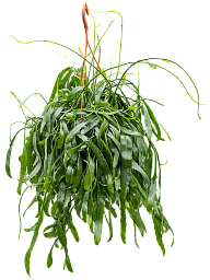 Easy-Care Mistletoe Cactus Rhipsalis ramaloris Indoor House Plants