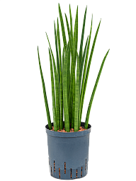Trendy Snake Plant Sansevieria cylindrica 'Spikes' Indoor House Plants