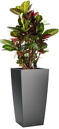 Codiaeum Petra in LECHUZA CUBICO Self-watering Planter, Total Height 130 cm