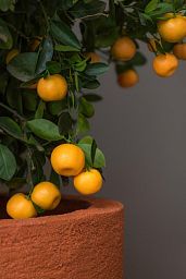 Fibrestone Ben Tall Planter by Idealist Premium