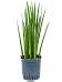Trendy Snake Plant Sansevieria cylindrica 'Spikes' Indoor House Plants