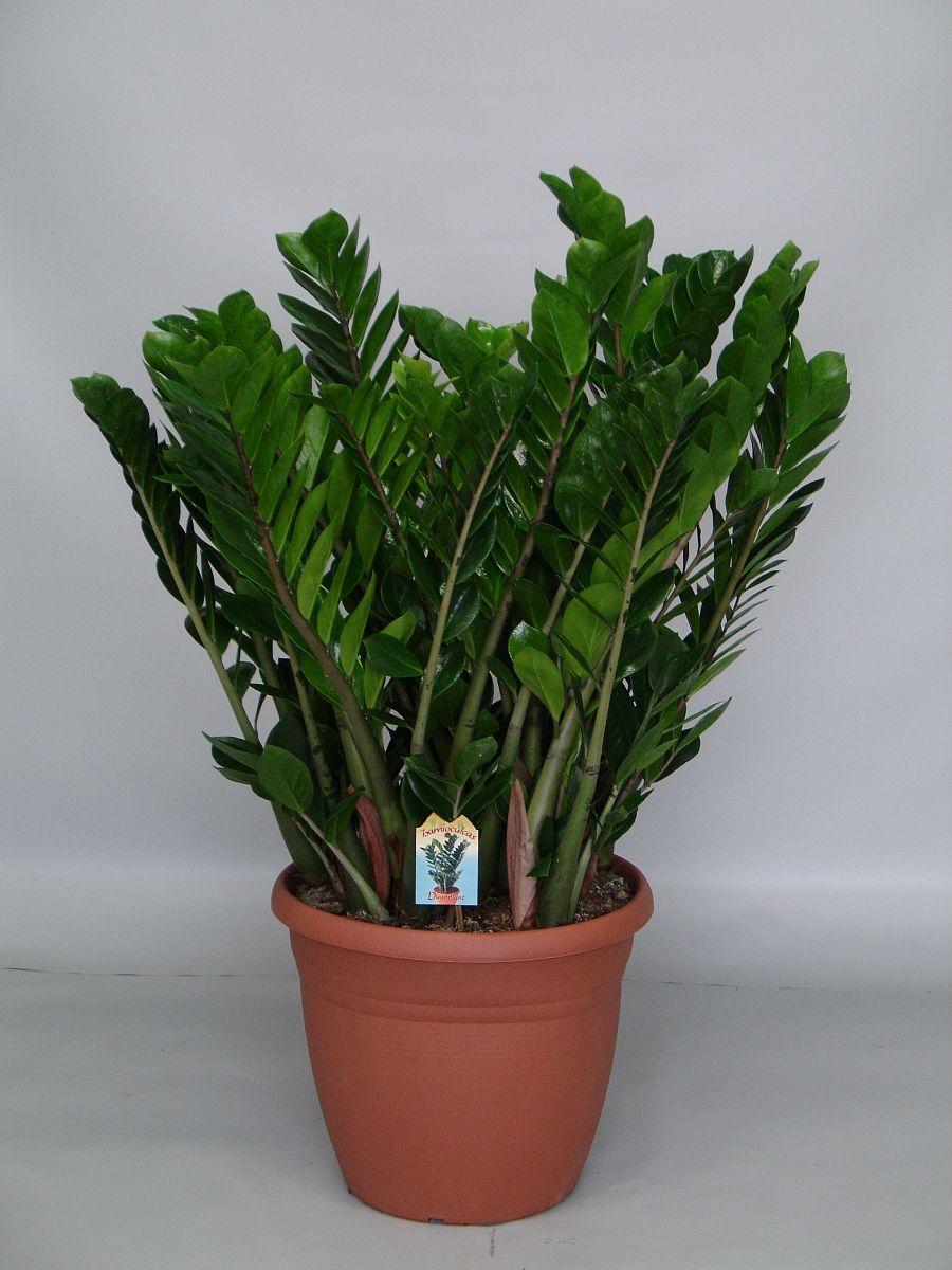 Lush ZZ Plant Zamioculcas zamiifolia Indoor House Plants