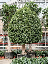 Lush Weeping Fig Ficus microcarpa ‘Nitida’ Tall Indoor House Plants Trees