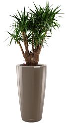 Yucca in LECHUZA RONDO Self-watering Planter, Total Height 180 cm