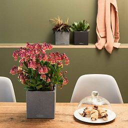 LECHUZA CANTO Stone Square Poly Resin Indoor Self-watering Planter