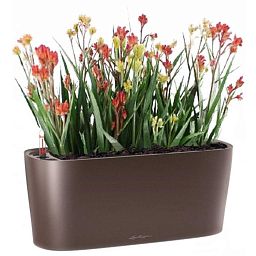 Blooming Anigozanthos (Kangaroo Paw) in LECHUZA DELTA Self-watering Planter, Total Height 45 cm
