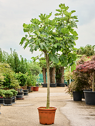 Lush Red-stem Fig Ficus carica