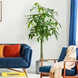 Insta-friendly Money Tree Pachira aquatica Tall Indoor House Plants Trees