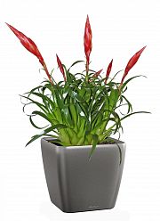 Blooming Scarlet Vriesea in LECHUZA QUADRO LS Self-watering Planter, Total Height 50 cm