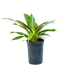 Lush Heart-Leaf Philodendron 'Little Phil' Indoor House Plants
