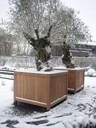 Hardwood Valencia Square Wood Outdoor Planter
