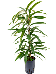 Lush Narrow-leaf Fig Ficus binnendijkii 'Amstel King' Tall Indoor House Plants Trees