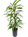 Lush Narrow-leaf Fig Ficus binnendijkii 'Amstel King' Tall Indoor House Plants Trees