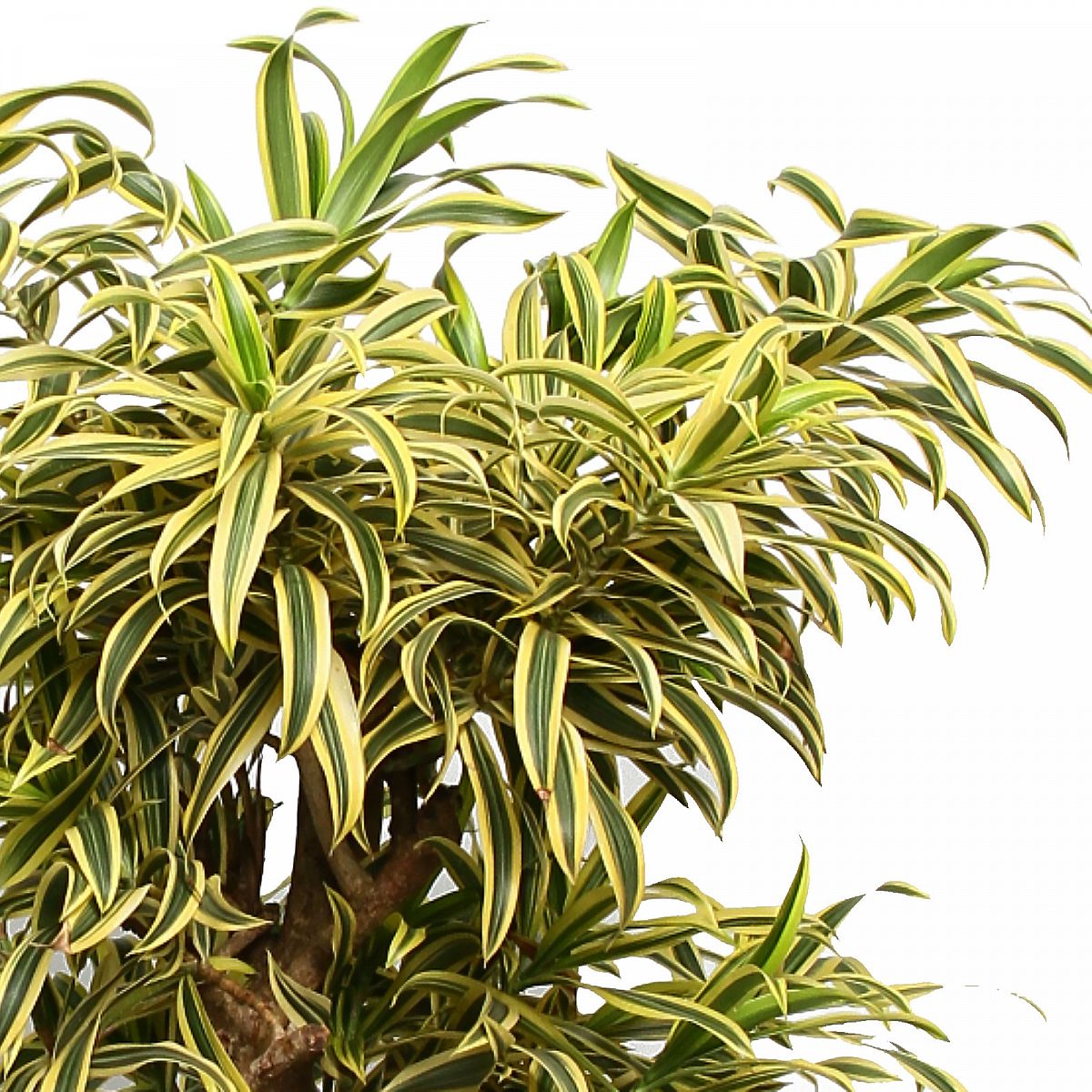 Fabulous Dragon Tree Pleomele (Dracaena) reflexa 'Song of India' Indoor House Plants