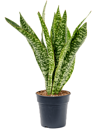 Fabulous Snake Plant Sansevieria masoniana 'Dragon' Indoor House Plants