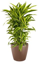 Dracaena Fragrans Lemon Lime in LECHUZA CLASSICO Color Self-watering Planter, Total Height 120 cm