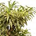 Fabulous Dragon Tree Pleomele (Dracaena) reflexa 'Song of India' Indoor House Plants