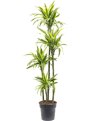 Colorful Corn Plant Dracaena fragrans 'Lemon Lime' Tall Indoor House Plants Trees