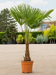 Windmill Palm Tree Trachycarpus fortunei