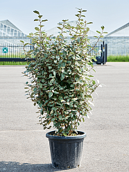 Elaeagnus ebbingei 'Compacta' (140-160)