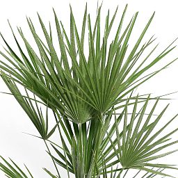 European Fan Palm Chamaerops palm, Mediterranean Fan Palm Tree (Chamaerops Humilis)