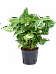 Shade-loving Arrowhead Vine Syngonium 'Arrow' Indoor House Plants