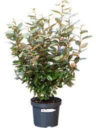 Elaeagnus ebbingei 'Compacta' (140-160)