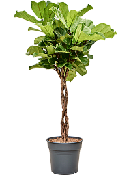 Lush Fiddle Leaf Fig Ficus lyrata Indoor House Plants