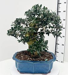 Showy Olive Olea europaea