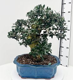 Showy Olive Olea europaea