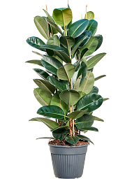 Lush Rubber Plant Ficus elastica 'Robusta' Indoor House Plants
