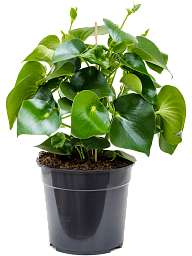 Showy Baby Rubber Plant Peperomia 'Rain Drop' Indoor House Plants