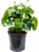 Showy Baby Rubber Plant Peperomia 'Rain Drop' Indoor House Plants