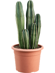 Easy-Care Organ Pipe Cactus Marginatocereus marginatus Indoor House Plants