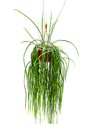 Easy-Care Forest Cactus Lepismium bolivianum Indoor House Plants