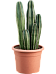 Easy-Care Organ Pipe Cactus Marginatocereus marginatus Indoor House Plants