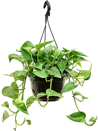 Shade-loving Pothos Scindapsus (Epipremnum) 'Aureum' Indoor House Plants