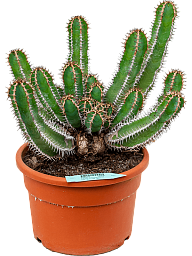 Easy-Care African Milk Tree Euphorbia avasmontana Indoor House Plants