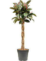 Ficus elastica 'Burgundy'