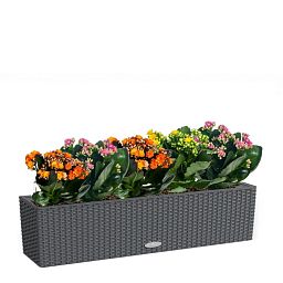 Blooming Kalanchoes Maxi in LECHUZA BALCONERA Cottage Self-watering Planter, Total Height 40 cm