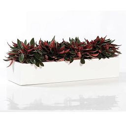WINDOW BOX Fiberstone Slim Low Planter by Idealist Premium Balcony