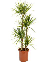 Showy Dragon Tree Dracaena marginata 'Sunray' Tall Indoor House Plants Trees