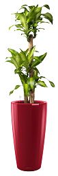 Dracaena Fragrans Massangeana in LECHUZA RONDO Self-watering Planter, Total Height 160 cm