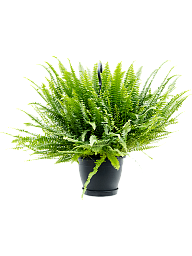Shade-loving Boston Fern Nephrolepis exaltata 'Green Lady' Indoor House Plants