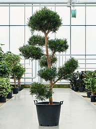 Lush Kusamaki Podocarpus macrophyllus Indoor House Plants