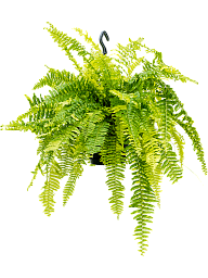 Shade-loving Boston Fern Nephrolepis exaltata 'Tiger Fern' Indoor House Plants
