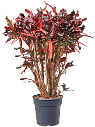 Striking Croton (Codiaeum) variegatum 'Mammi' Indoor House Plants